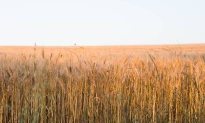 A Farmer Outstanding in his Field