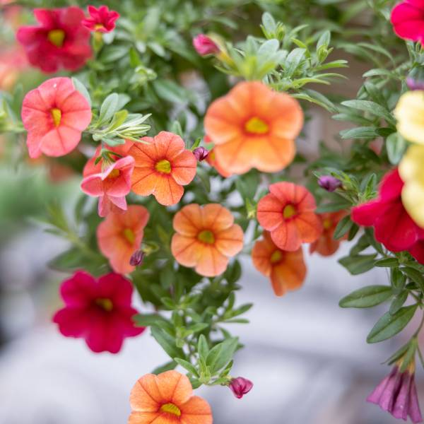 Hanging Basket Hawaiian Summer - Full Sun