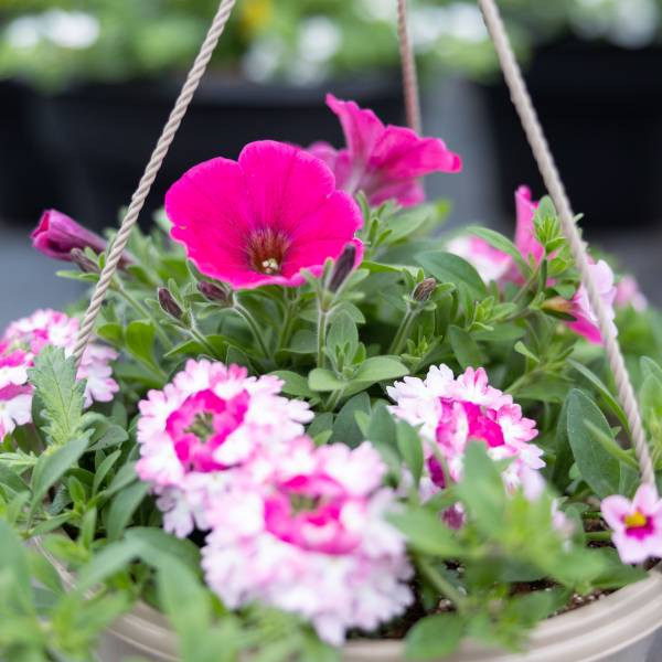 Hanging Basket Shocking Pink Mix - Full Sun