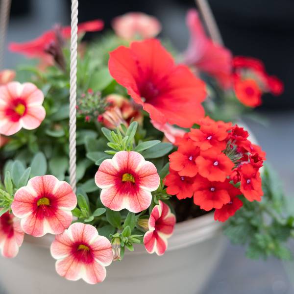 Hanging Basket Bel Air Red Mix - Full Sun