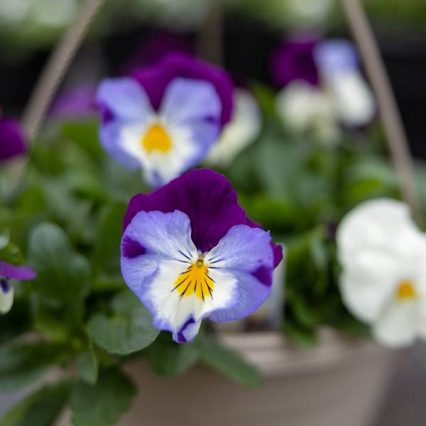 Hanging Basket Pansy Cool wave - Partial Sun