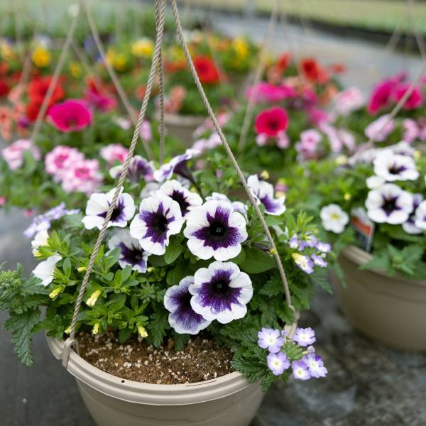 Hanging Basket Purple Halo Mix - Full Sun