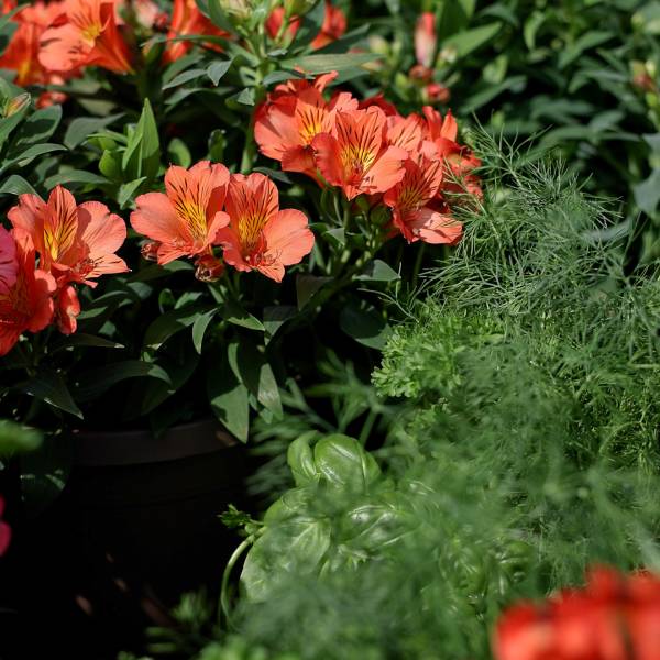 Planter Alstro Eliane Orange - Full Sun