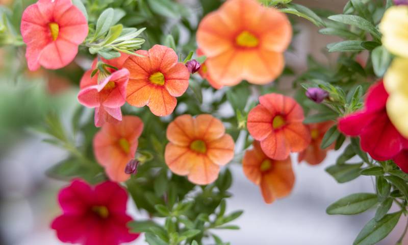 Spring Planters, Hanging Baskets and Herb Gardens