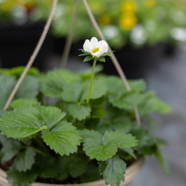 Hanging Basket Strawberries - Full Sun