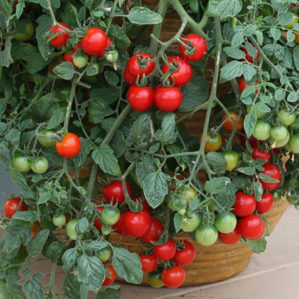 Hanging Basket Tomato Tumbler - Full Sun